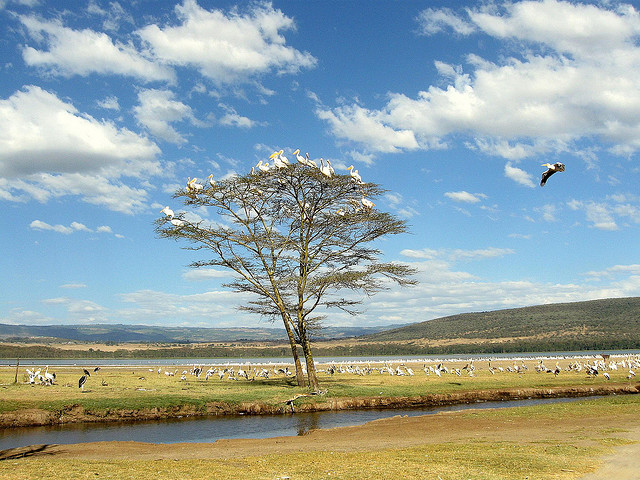 ENCANTOS KENYA Y TANZANIA